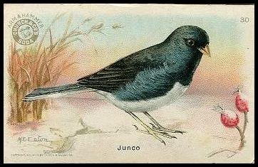 J5 30 Junco.jpg